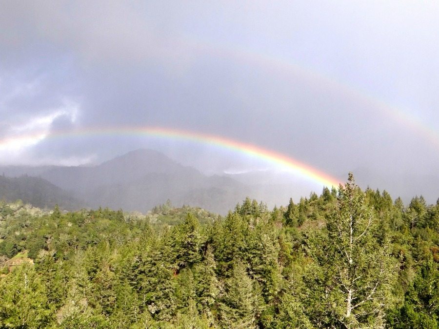 California rainbows